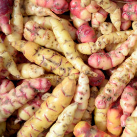 Oca do Peru